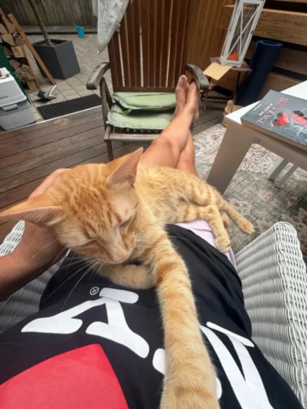 Simba