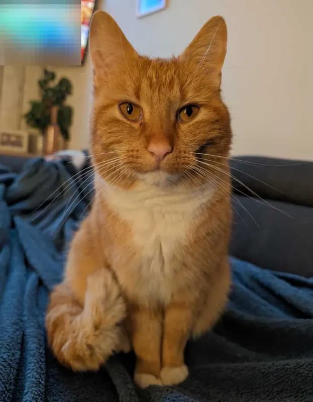 Loki