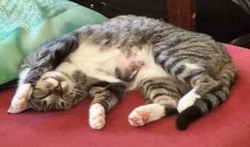 Suki