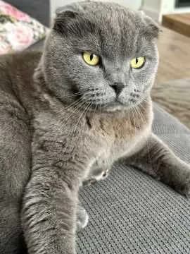 Kiki