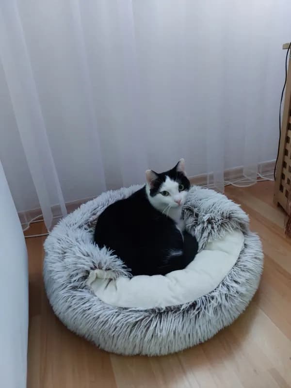 BANTIK