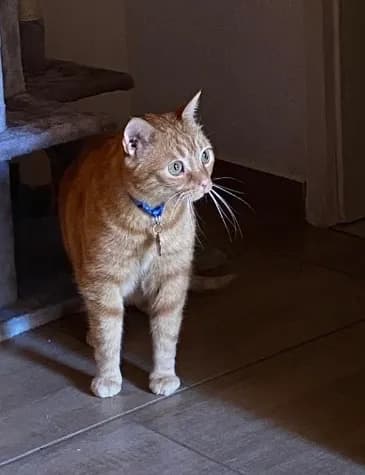 Felix Brockuf