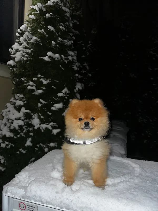 Milo