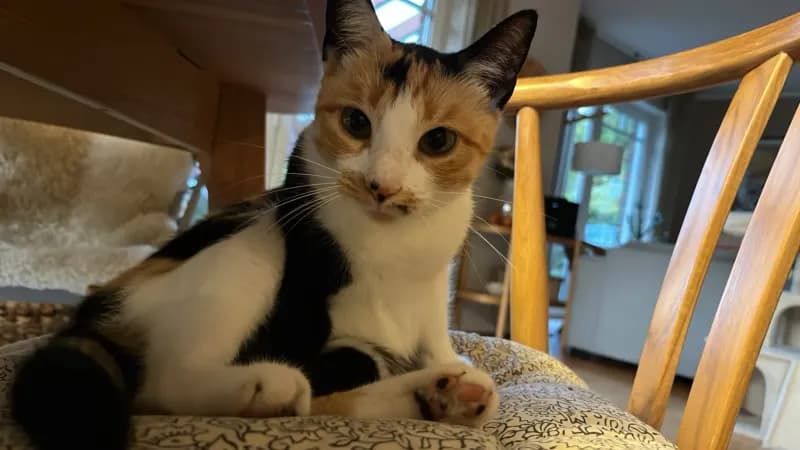 Lulu