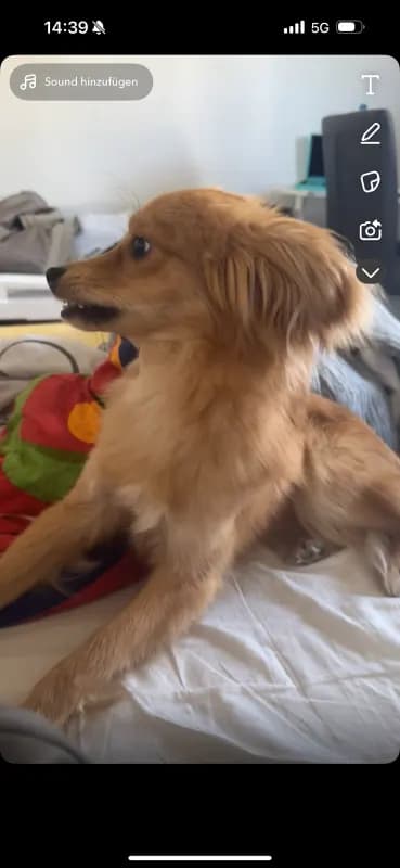 Simba