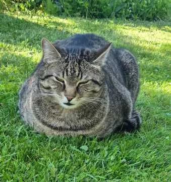 Mogli