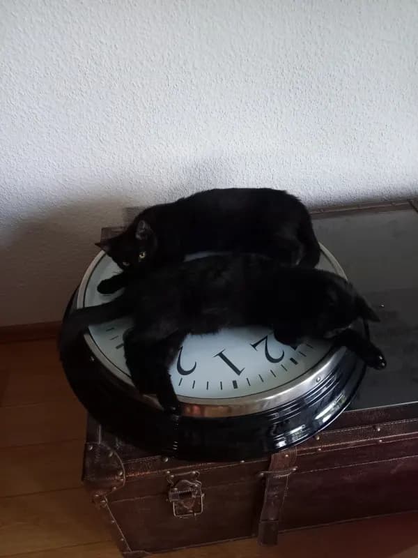 Panko und Görli