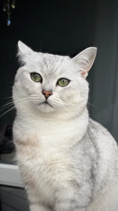Milo