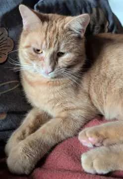 Sammy