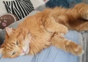 Simba