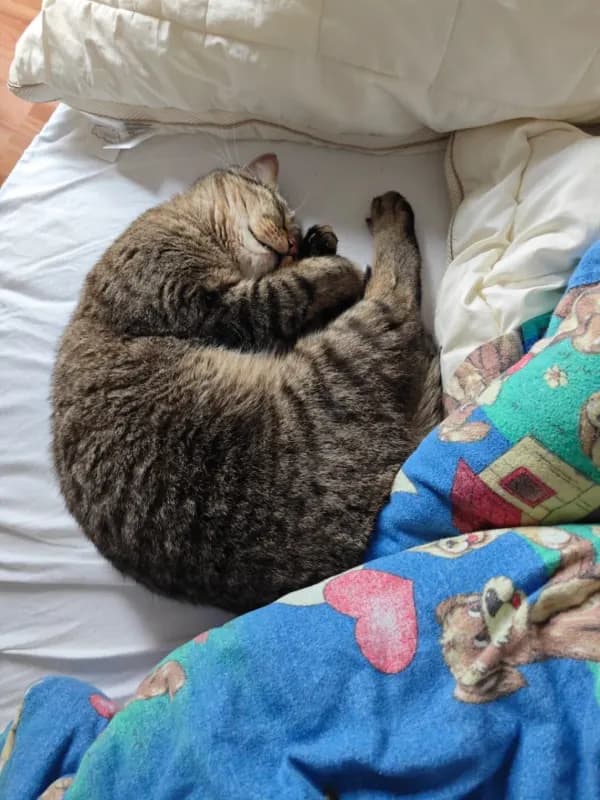 Loki