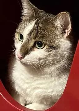 Findus