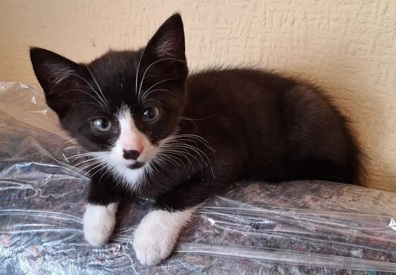 Mimi