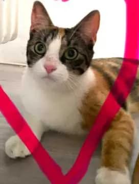 Sophia