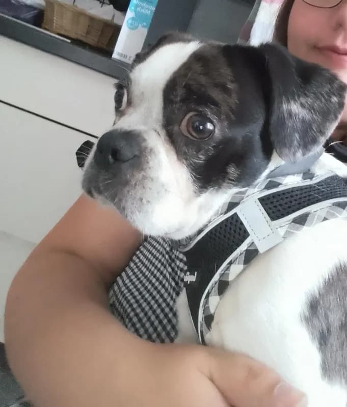 Kalle