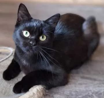 Lulu