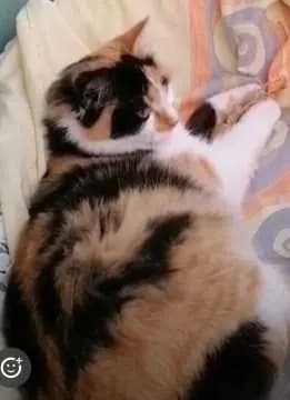Puschi