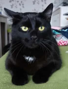 Felix