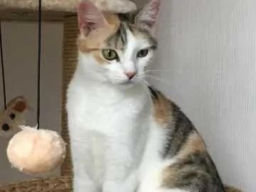 Maja