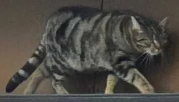 Luci