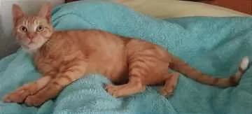 Butternut