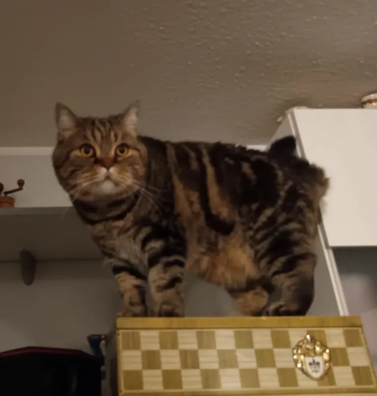 Rocky