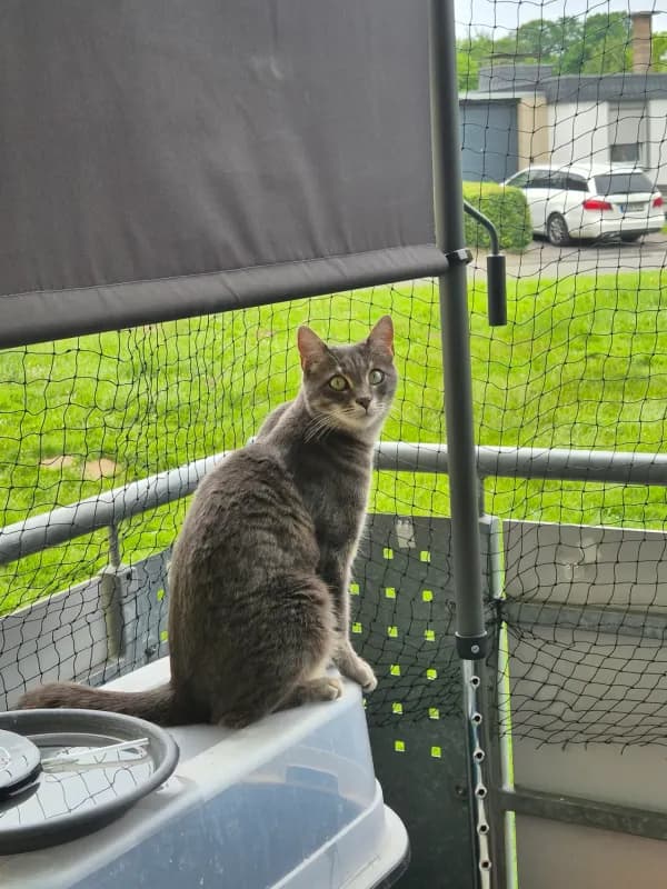 Simba