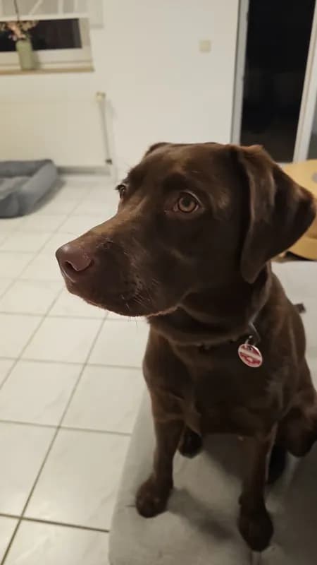 Ylvie