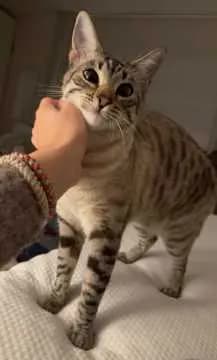 Samira