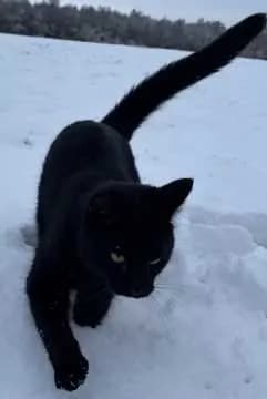 Lenny
