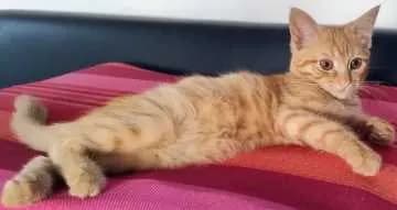 Ginger
