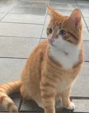 Findus