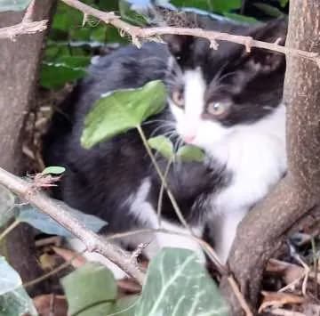 Finnjas Kitten