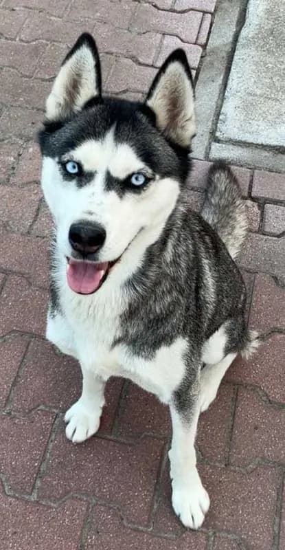 Maya