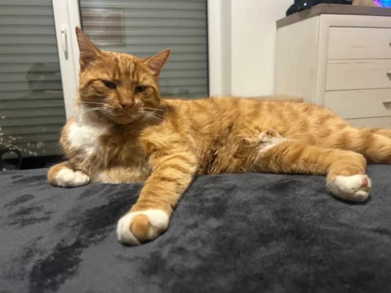 Lio