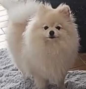 Pamuk