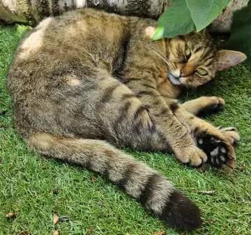 Tiggi
