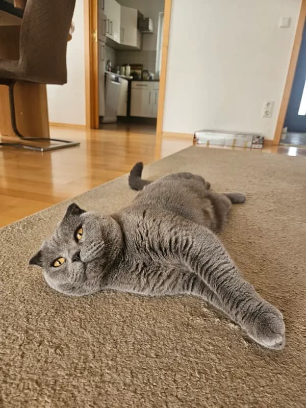 Sammy