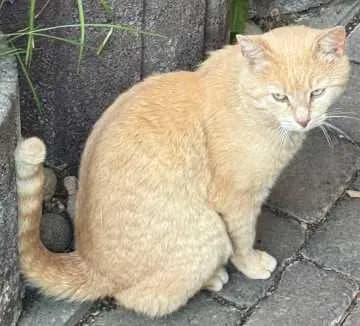 Garfield