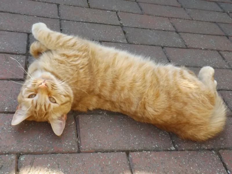 Garfield