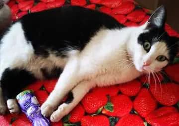 Oreo