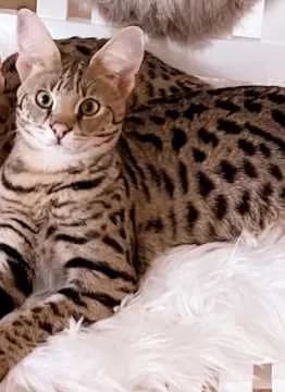Kenan