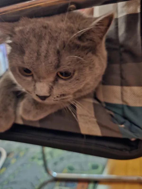 Simba