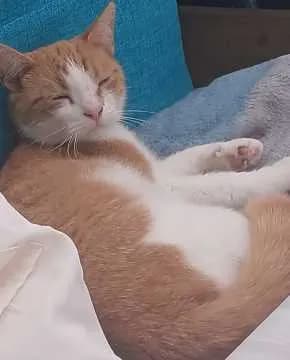 Felix