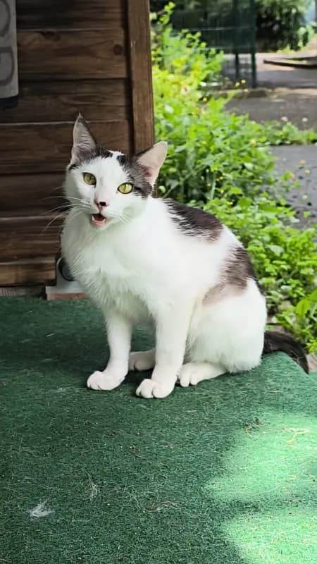 Fenny