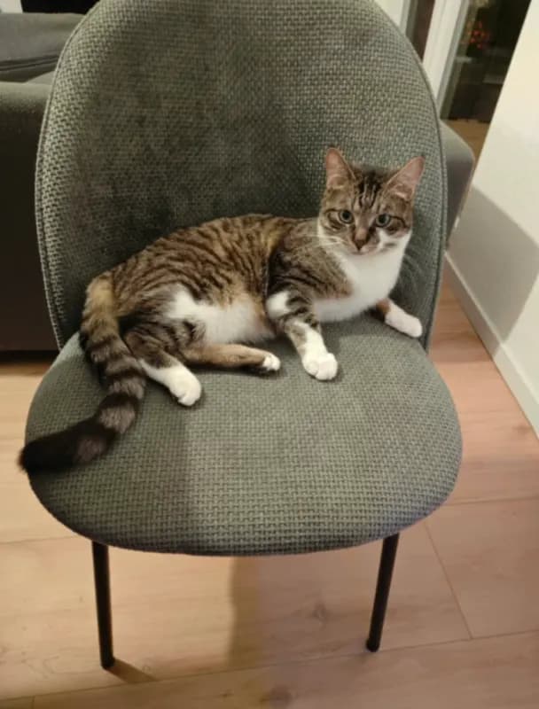 Cosmo