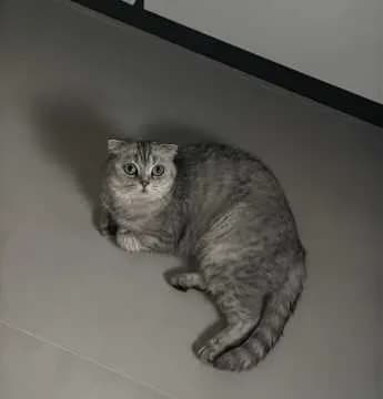 Mia
