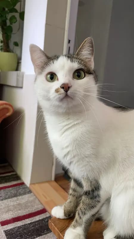 Bella