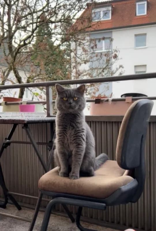 Duman