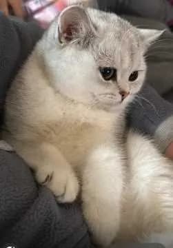 Nala